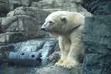 Polar Bear Photo Gallery