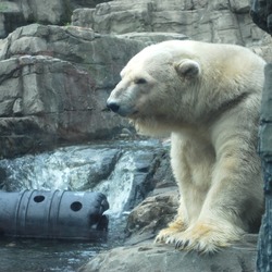 Polar Bear arctic Central Park Zoo