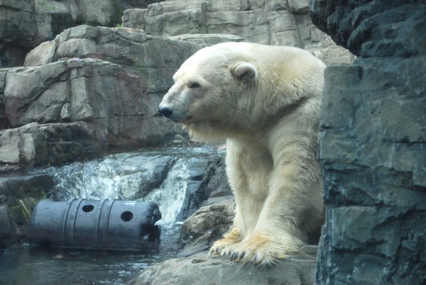 Polar Bear arctic Central Park Zoo