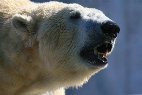 Polar Bear arctic Eisbar_1858