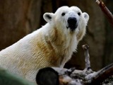 Polar Bear arctic Haley face zoo