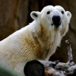 Polar Bear arctic Haley face zoo