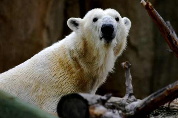 Polar Bear arctic Haley face zoo