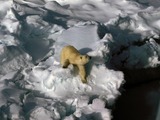 polar-bear02