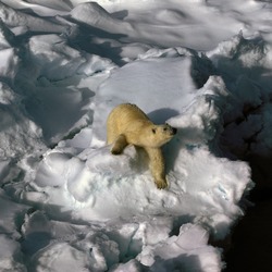 polar-bear02