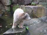 Polar Bear Photo Gallery
