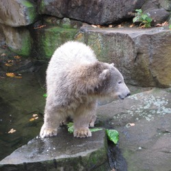 Polar Bear arctic Knut20071031-6