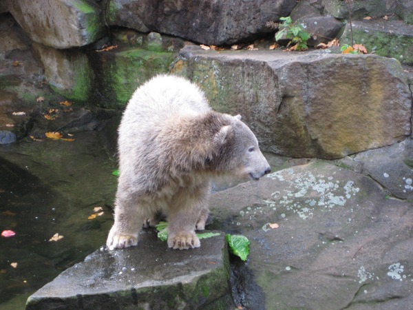 Polar Bear arctic Knut20071031-6