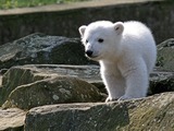 Polar Bear Photo Gallery