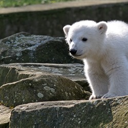 Polar Bear arctic Knut_IMG_8095