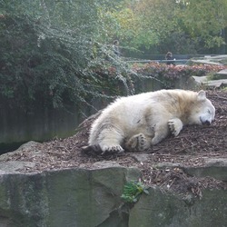 Polar Bear arctic Knut_muede_tw1