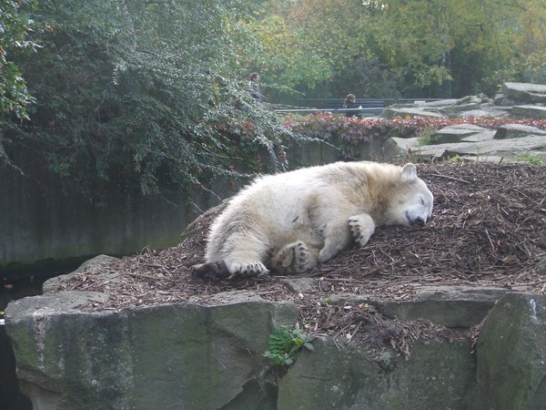 Polar Bear arctic Knut_muede_tw1