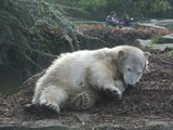 Polar Bear arctic Knut_muede_tw3