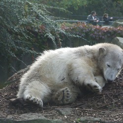 Polar Bear arctic Knut_muede_tw3