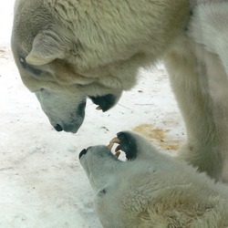 Polar Bear arctic MP-Ursus_maritimus12