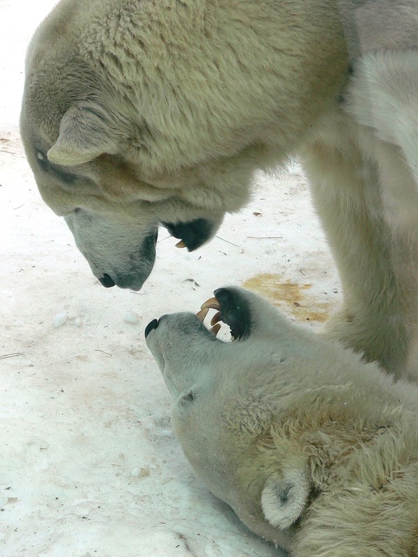 Polar Bear arctic MP-Ursus_maritimus12