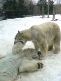 Polar Bear arctic MP-Ursus_maritimus4