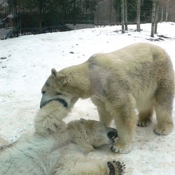 Polar Bear arctic MP-Ursus_maritimus4