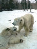 Polar Bear arctic MP-Ursus_maritimus5