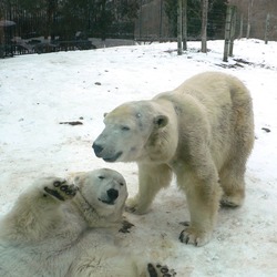 Polar Bear arctic MP-Ursus_maritimus5