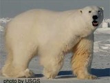 Polar Bear arctic Male_polar_bear