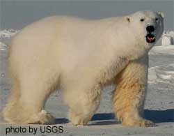 Polar Bear arctic Male_polar_bear