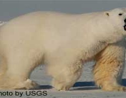 Polar Bear arctic Male_polar_bear