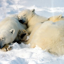 Polar Bear arctic Mother_cubs