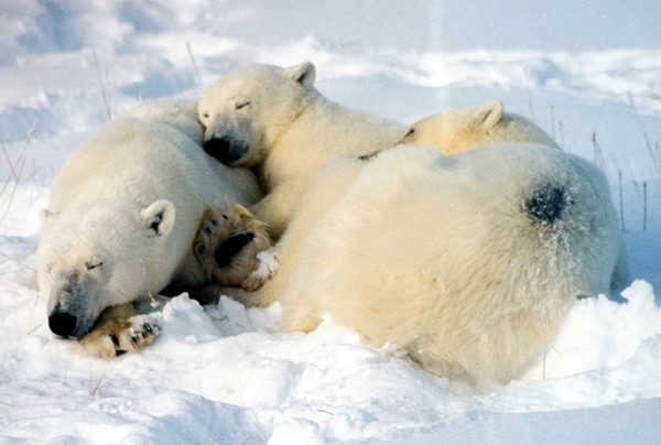 Polar Bear arctic Mother_cubs