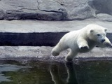 Polar Bear arctic Nature_001