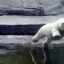 Polar Bear arctic Nature_001