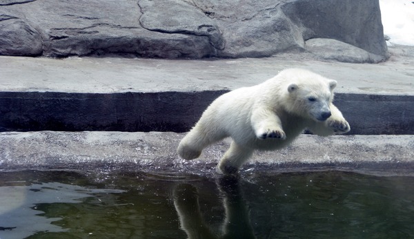 Polar Bear arctic Nature_001