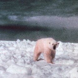 Polar Bear arctic Noaa-anim1
