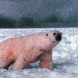 Polar Bear arctic Noaa-polar2