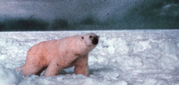 Polar Bear arctic Noaa-polar2