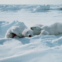 Polar Bear arctic Noaa-polar32
