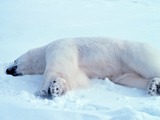 Polar Bear arctic Noaa-polar33