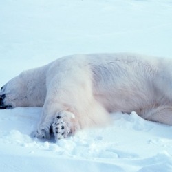 Polar Bear arctic Noaa-polar33