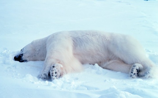 Polar Bear arctic Noaa-polar33