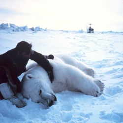 Polar Bear arctic Noaa-polar35