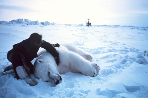 Polar Bear arctic Noaa-polar35