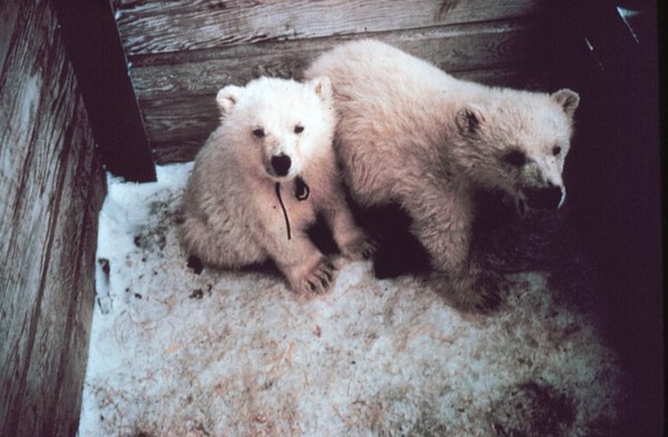 Polar Bear arctic Noaa-polar4