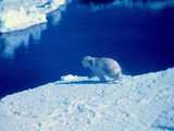 Polar Bear arctic Noaa-polar8