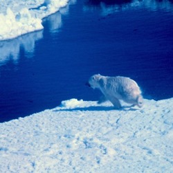 Polar Bear arctic Noaa-polar8