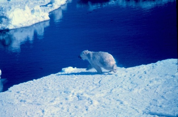 Polar Bear arctic Noaa-polar8