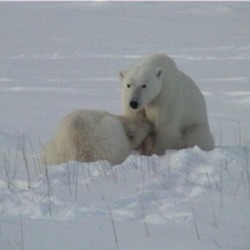 Polar Bear arctic Nursing_Ursus_maritimus