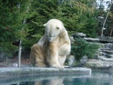 Polar Bear arctic Ours Blanc Zoo