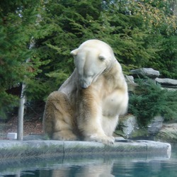 Polar Bear arctic Ours Blanc Zoo