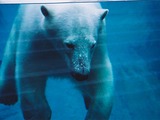 Polar Bear arctic Parc_aquarium Quebec  polaire