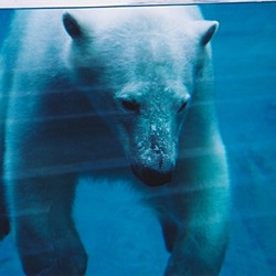 Polar Bear arctic Parc_aquarium Quebec  polaire